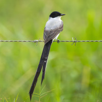 Fork-tailed Flycatcher